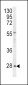 HPRT1 Antibody (C-term)