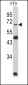 Lamin B2 Antibody (C-term)