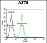 BGN Antibody (Center)