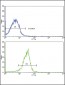 SPARC Antibody (C-term)