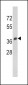 SPARC Antibody (C-term)