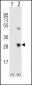 SPARC Antibody (C-term)