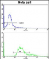 TOMM70A Antibody (C-term)