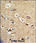 TOMM70A Antibody (C-term)