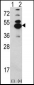 CAMK1D Antibody (N-term)