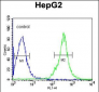 FGG Antibody (N-term)