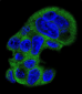 FGG Antibody (N-term)