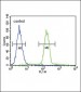 Tyrosinase Antibody (C-term)