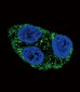 Tyrosinase Antibody (C-term)