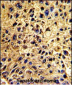 NUP62 Antibody (C-term E507)
