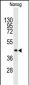 NANOG Antibody