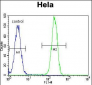 NPM1 Antibody (C-term)