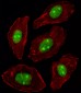 NPM1 Antibody (C-term)