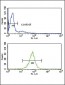 ARHGDIA Antibody (C-term)