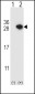 ARHGDIA Antibody (C-term)