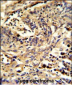 EIF3S5 Antibody (N-term)