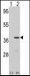 CDK3 Antibody (N-term Y19)