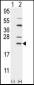 UBE2C Antibody (N-term G25)
