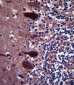 UCHL1 Antibody (C-term)