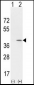 CCND1 Antibody (Center)