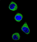 MTHFD1 Antibody (Center P550)