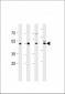 ENOA Antibody (N-term)