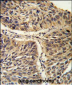 CCT3 Antibody (C-term)