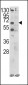 CCT3 Antibody (C-term)