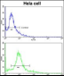 ACTR3 Antibody (C-term)