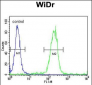 EGR1 Antibody (N-term)