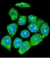 EGR1 Antibody (N-term)