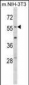 EGR1 Antibody (N-term)