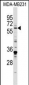 EGR1 Antibody (N-term)