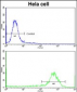 CFL1 Antibody (N-term)