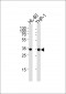 MDH1 Antibody (C-term)