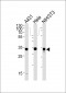 MDH2 Antibody (Center)