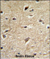 BAG1 Antibody (C-term)
