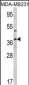 BAG1 Antibody (C-term)