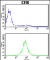 PSMD7 Antibody (N-term)