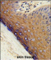 PSMD7 Antibody (N-term)