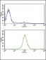 TPI1 Antibody (N-term)