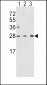TPI1 Antibody (N-term)