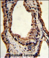 TPI1 Antibody (C-term)