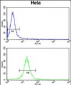 TUFM Antibody (N-term)