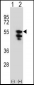 TUFM Antibody (N-term)