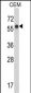 WDR1 Antibody (C-term)