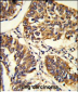 PABPC1 Antibody (Center)