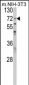 PABPC1 Antibody (Center)