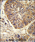 PDIA3 Antibody (C-term)