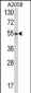 PDIA3 Antibody (C-term)